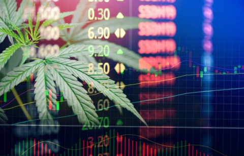 Cannabis Business Increased Profits